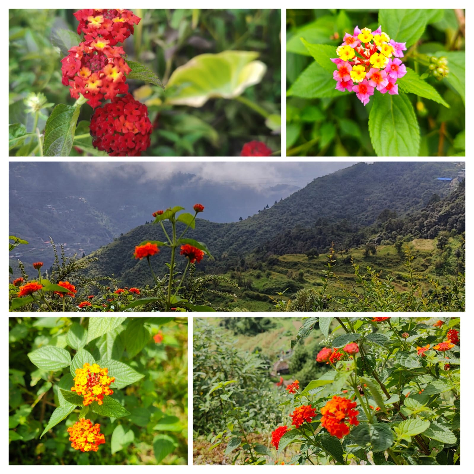 Two varieties of Lantana flowers in Landour, Mussoorie