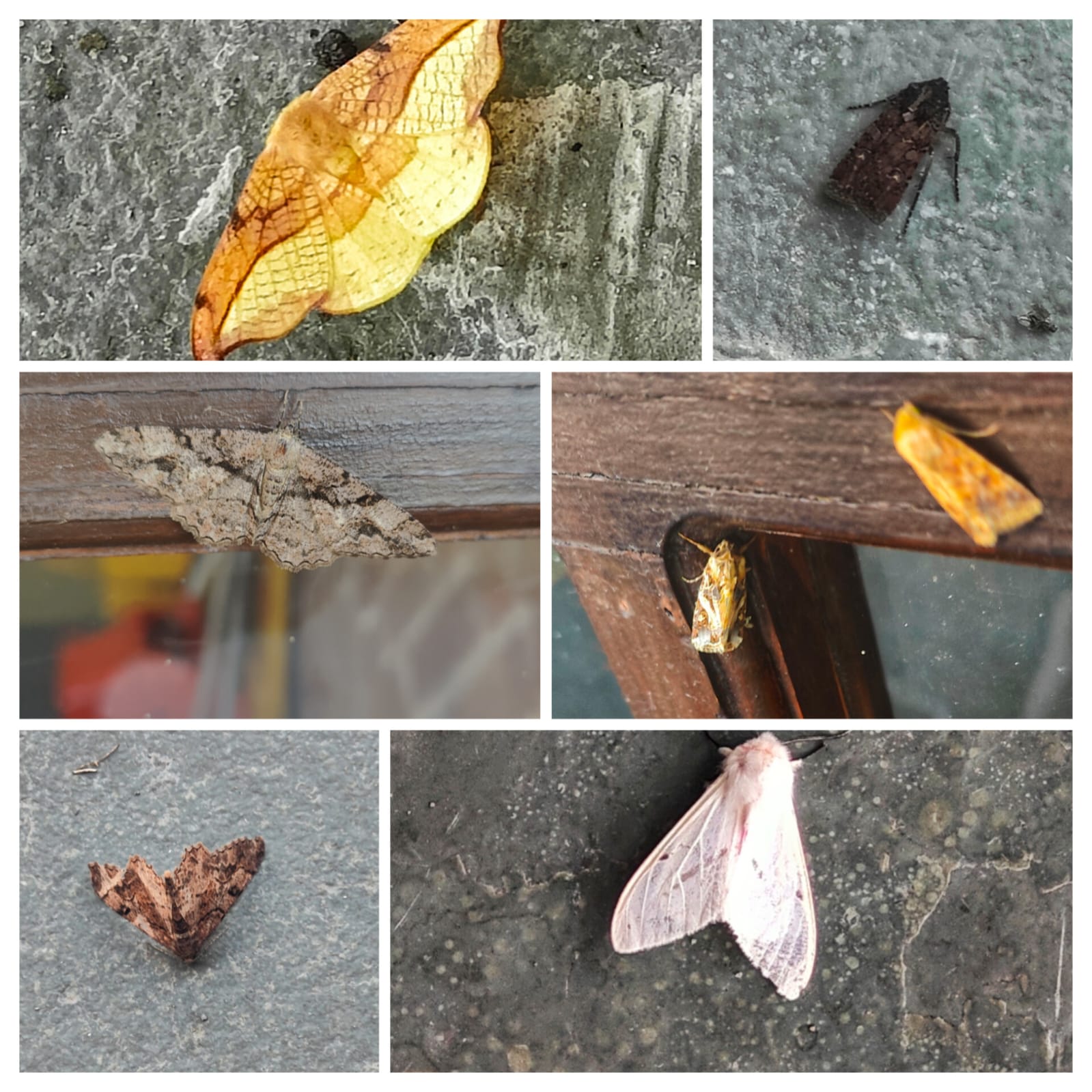 Moths of Landour, Mussoorie